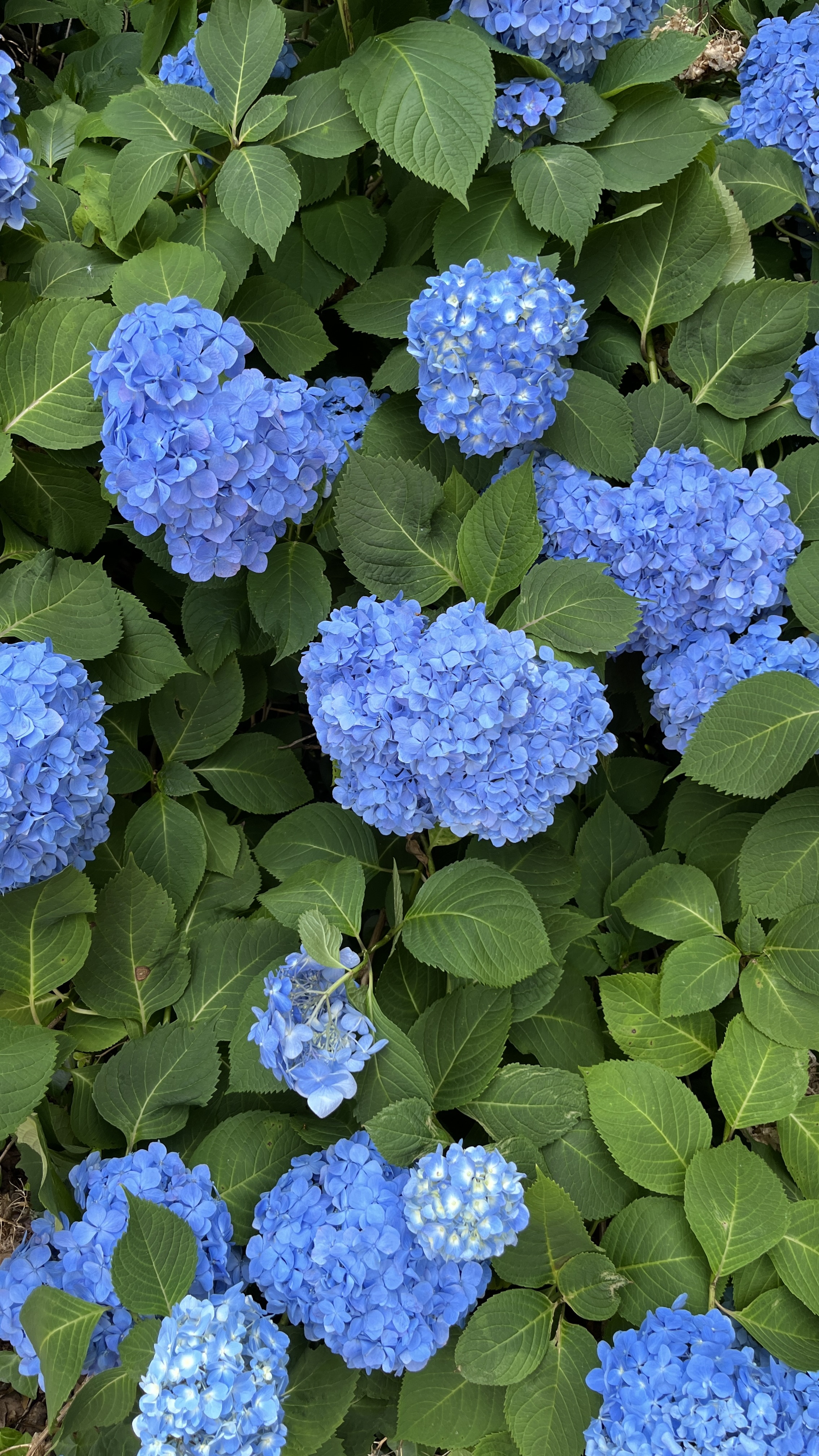 Blue hydrangeas — coastal New England brand inspiration